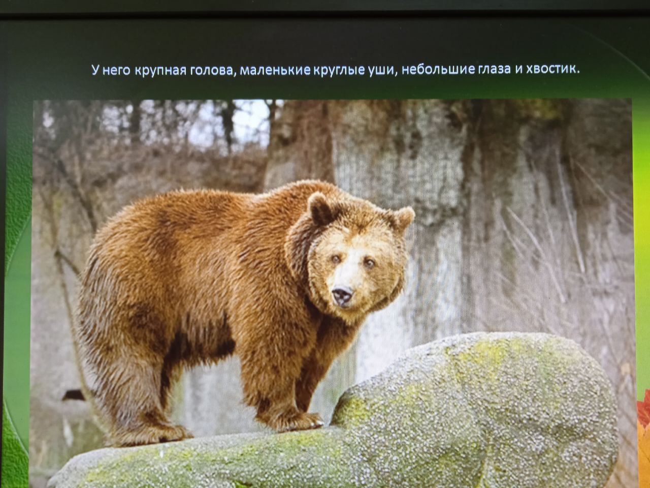 Виртуальное путешествие &amp;quot; Бурый медведь - зверь серьёзный&amp;quot;..